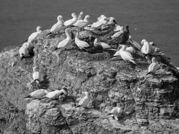 Alman Kuzey Denizindeki Helgoland Adası — Stok fotoğraf