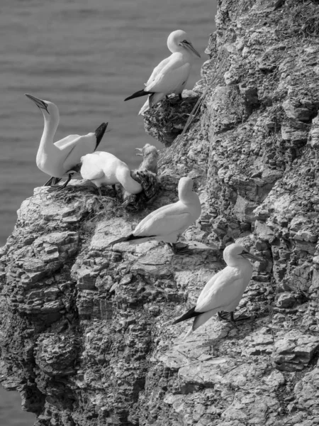 Isla Helgoland Mar Del Norte Alemán — Foto de Stock