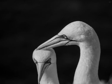 Alman kuzey denizindeki Helgoland Adası.