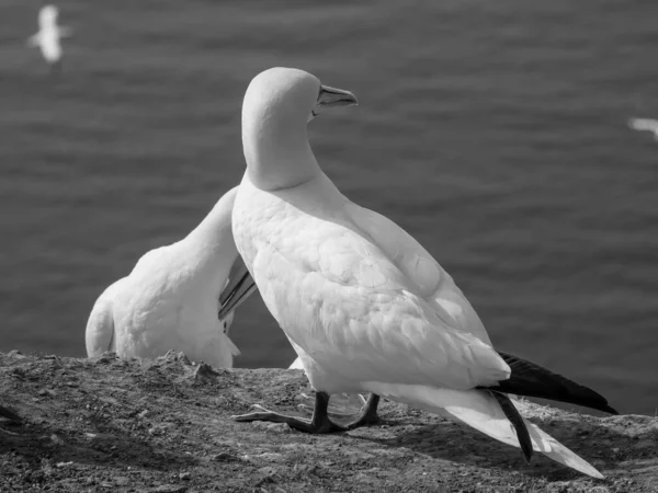 Isla Helgoland Mar Del Norte Alemán — Foto de Stock