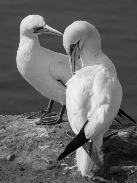 Helgoland Det Tyska Nordsjön — Stockfoto