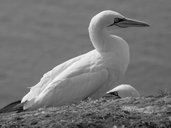 Wyspa Helgoland Niemieckim Morzu Północnym — Zdjęcie stockowe