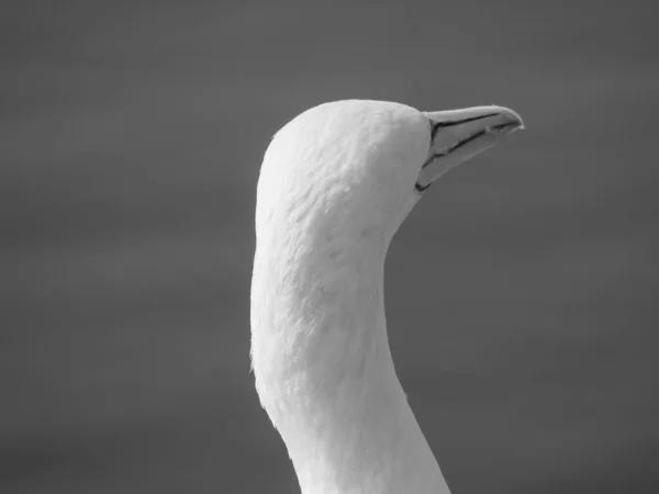 Helgoland Szigete Német Északi Tengeren — Stock Fotó