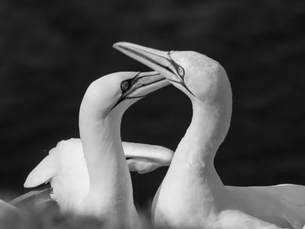 Helgoland Szigete Német Északi Tengeren — Stock Fotó