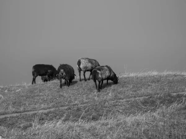 Die Insel Helgoland Der Deutschen Nordsee — Stockfoto