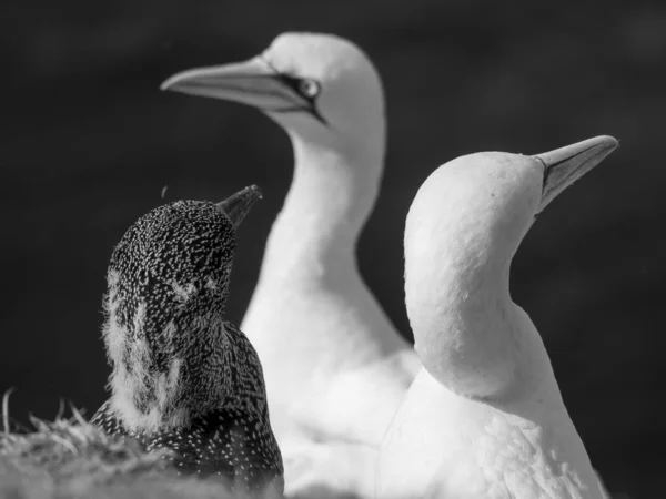 Die Insel Helgoland Der Deutschen Nordsee — Stockfoto