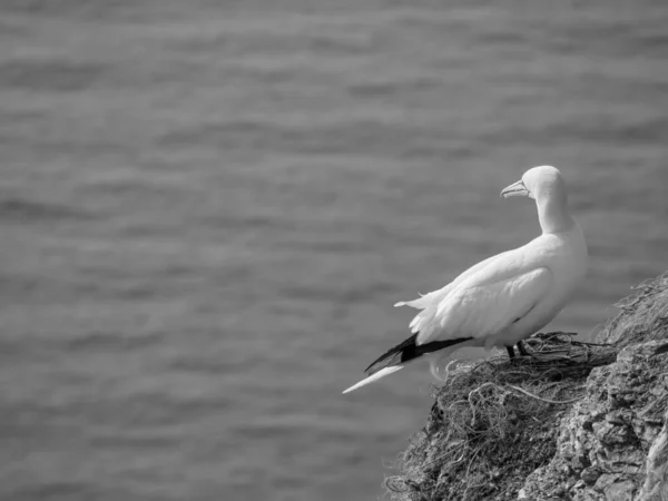 Alman Kuzey Denizindeki Helgoland Adası — Stok fotoğraf