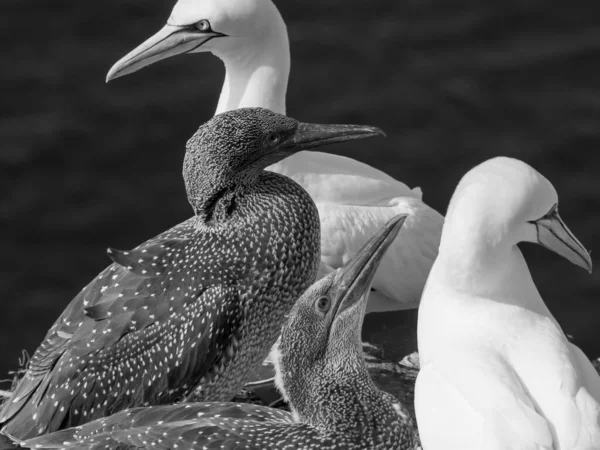 Helgoland Det Tyska Nordsjön — Stockfoto