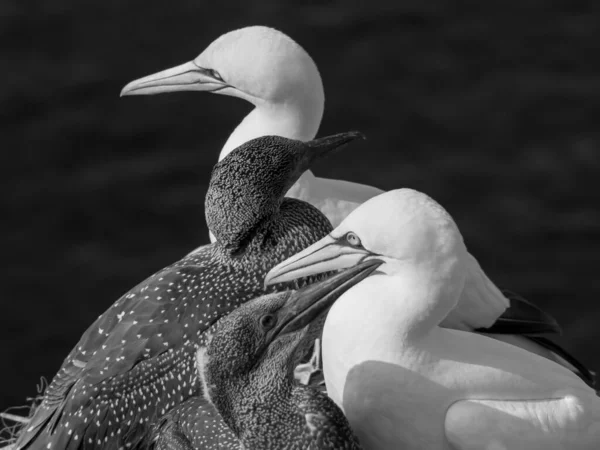 Alman Kuzey Denizindeki Helgoland Adası — Stok fotoğraf