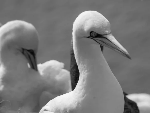 Isla Helgoland Mar Del Norte Alemán —  Fotos de Stock