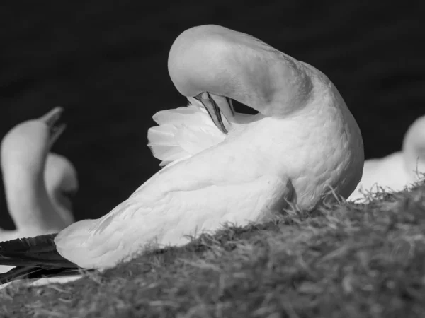 Die Insel Helgoland Der Deutschen Nordsee — Stockfoto