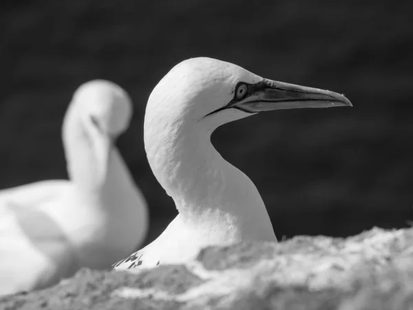 Die Insel Helgoland Der Deutschen Nordsee — Stockfoto