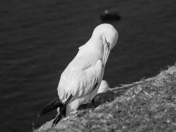 Wyspa Helgoland Niemieckim Morzu Północnym — Zdjęcie stockowe