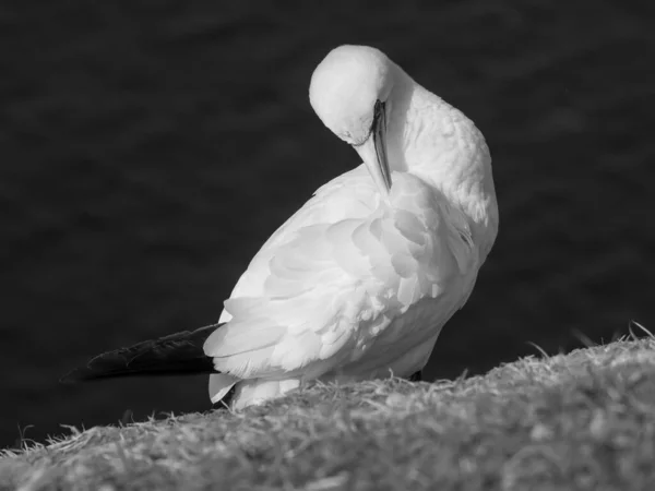 Die Insel Helgoland Der Deutschen Nordsee — Stockfoto