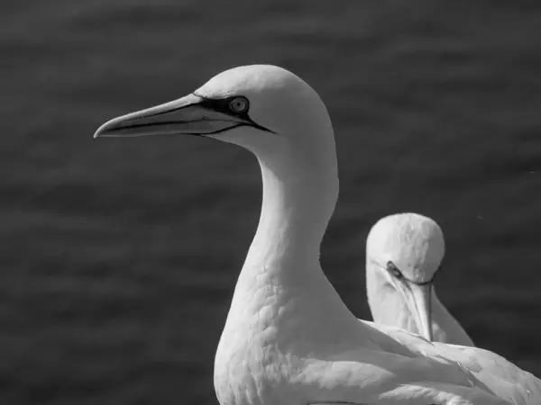 Alman Kuzey Denizindeki Helgoland Adası — Stok fotoğraf