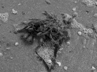 Almanya 'da Norderney Plajı