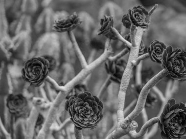 Lanzarote İspanyol Adası