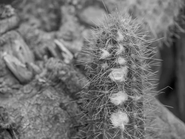 Španělský Ostrov Lanzarote — Stock fotografie