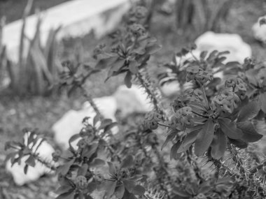 Lanzarote İspanyol Adası