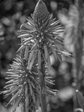 Portekiz 'in Madeira adası