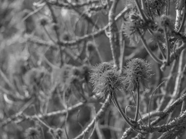 Portekiz 'in Madeira adası