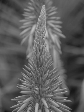Portekiz 'in Madeira adası
