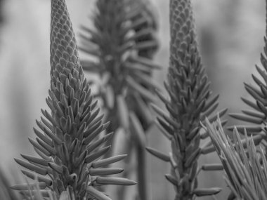 Portekiz 'in Madeira adası