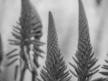 Portekiz 'in Madeira adası