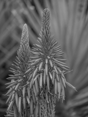 Portekiz 'in Madeira adası
