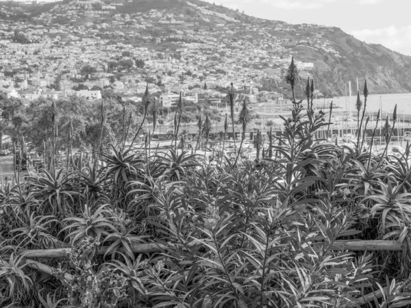 Het Portugese Eiland Madeira — Stockfoto