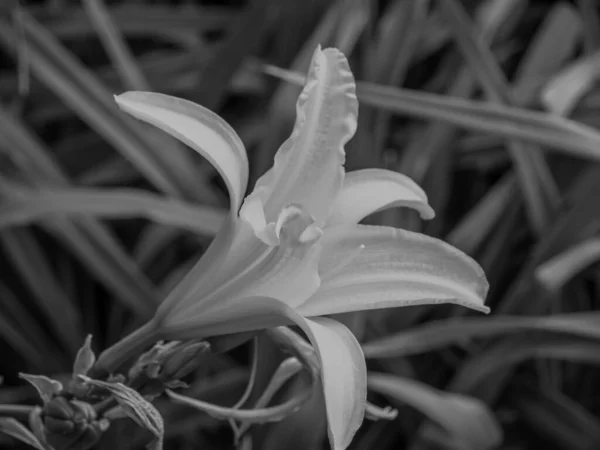 Portugalský Ostrov Madeira — Stock fotografie