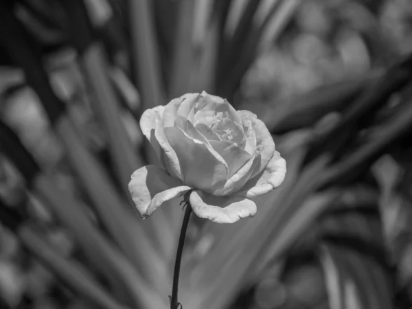 Portugalský Ostrov Madeira — Stock fotografie