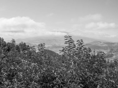 İspanya 'nın tenerife adası