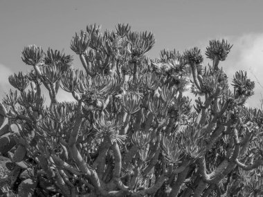 İspanya 'nın tenerife adası