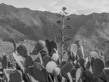 İspanya 'nın tenerife adası
