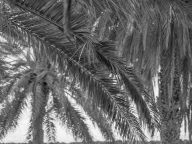 İspanya 'nın tenerife adası