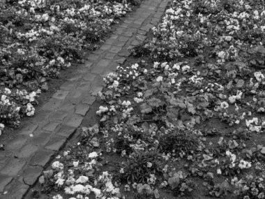 Almanya 'nın Mainz kenti