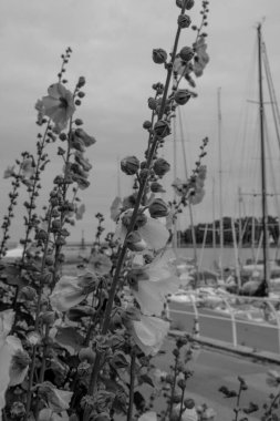 Bornholm Adası 'ndaki küçük Svaneke şehri.
