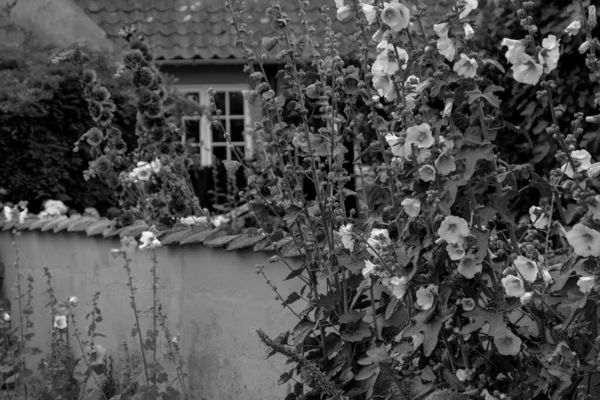 Pequena Cidade Svaneke Ilha Bornholm — Fotografia de Stock