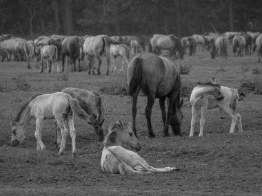 Almanya'da Vahşi atlar
