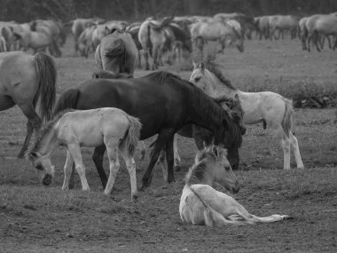 Vahşi atlar Westphalia 'da