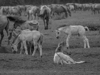 Vahşi atlar Westphalia 'da