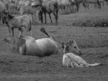 Vahşi atlar Westphalia 'da