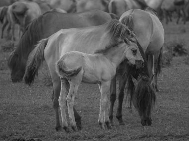 Vahşi atlar Westphalia 'da