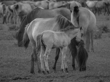 Vahşi atlar Westphalia 'da