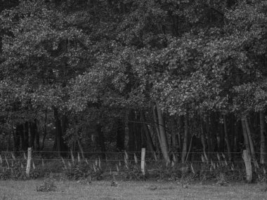 Vahşi atlar Westphalia 'da