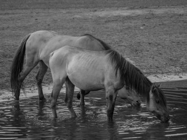 Vahşi atlar Westphalia 'da