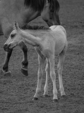 Vahşi atlar Westphalia 'da