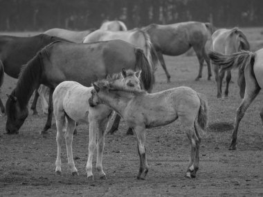Vahşi atlar Westphalia 'da