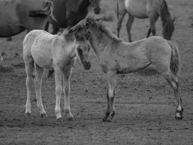 Vahşi atlar Westphalia 'da